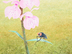 Delizie contente 1, (&copy; Johanna Kiivaskoski)