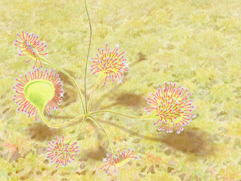 (&copy; Johanna Kiivaskoski)