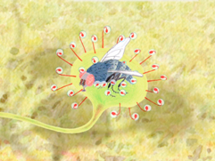 (&copy; Johanna Kiivaskoski)